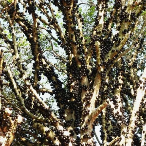 Black Jaboticaba Tree Live Plant - Sweet Fruit, 1 Foot Tall, Outdoor - Image 7