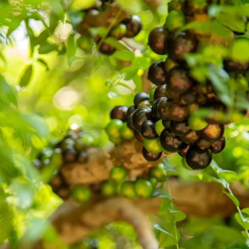 Black Jaboticaba Tree Live Plant - Sweet Fruit, 1 Foot Tall, Outdoor - Image 8