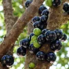 Black Jaboticaba Tree Live Plant - Sweet Fruit, 1 Foot Tall, Outdoor - Image 1