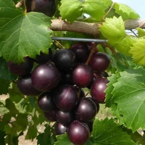 Black Jumbo Muscadine Vine Plant 2 Year Old Vine, Black Muscadine Grapevines Sweet Grape Vines Tree- No Ship CA - Image 2