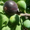 Black Mission Fig Tree - Fruiting Live Plant - Ficus Carica - Outdoor Edible - Image 1
