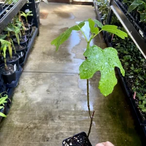 Black Mission Fig Tree - Fruiting Live Plant - Ficus Carica - Outdoor Edible - Image 6