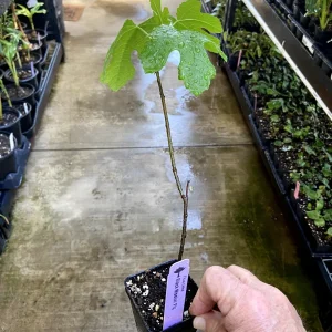 Black Mission Fig Tree - Fruiting Live Plant - Ficus Carica - Outdoor Edible - Image 7