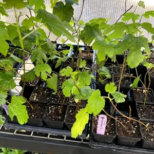 Black Mission Fig Tree - Fruiting Live Plant - Ficus Carica - Outdoor Edible - Image 8