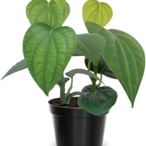 Black Pepper Live Plant, Piper Nigrum, 4-6 Inches Tall, Grow Your Own Spice - Image 3