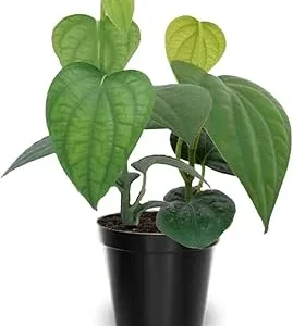 Black Pepper Live Plant, Piper Nigrum, 4-6 Inches Tall, Grow Your Own Spice - Image 7