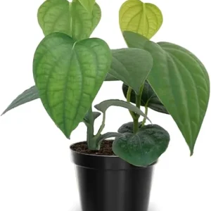 Black Pepper Live Plant, Piper Nigrum, 4-6 Inches Tall, Grow Your Own Spice - Image 1