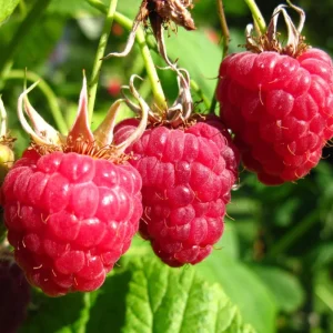 Black Raspberry Live Plant – 6-12 Inch Tall Sweet Raspberry Bush – Zones 3-8 - Image 2