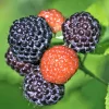 Black Raspberry Live Plant – 6-12 Inch Tall Sweet Raspberry Bush – Zones 3-8 - Image 1