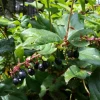 Black Salal Live Plant Set - 3 Shrubs, 4-8 Inch Tall, 4-Inch Pots, Edible Berries, Outdoor - Image 1