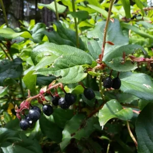 Black Salal Live Plant Set - 3 Shrubs, 4-8 Inch Tall, 4-Inch Pots, Edible Berries, Outdoor - Image 1