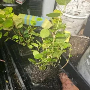 Black Salal Live Plant Set - 3 Shrubs, 4-8 Inch Tall, 4-Inch Pots, Edible Berries, Outdoor - Image 2