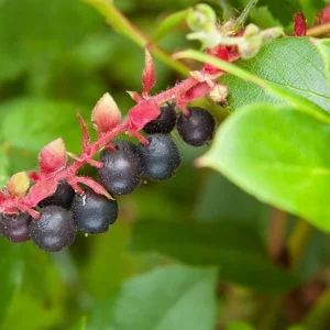 Black Salal Live Plant Set - 3 Shrubs, 4-8 Inch Tall, 4-Inch Pots, Edible Berries, Outdoor - Image 3