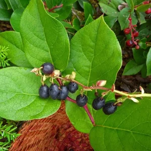 Black Salal Live Plant Set - 3 Shrubs, 4-8 Inch Tall, 4-Inch Pots, Edible Berries, Outdoor - Image 4