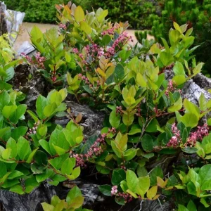 Black Salal Live Plant Set - 3 Shrubs, 4-8 Inch Tall, 4-Inch Pots, Edible Berries, Outdoor - Image 6