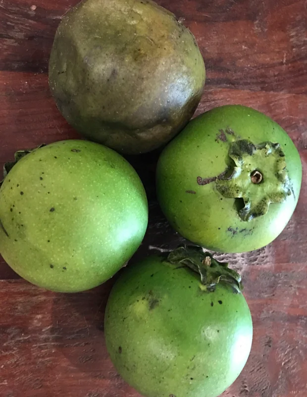 Black Sapote (Diospyros Nigra) Chocolate Pudding Fruit Tree Seedling - 4-7" Live Plant in 2.5" Pot - Image 2