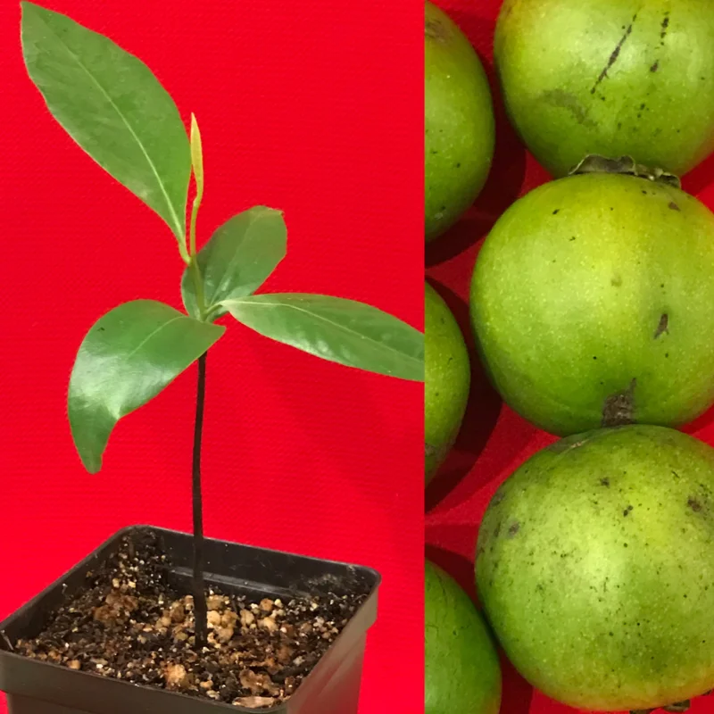 Black Sapote (Diospyros Nigra) Chocolate Pudding Fruit Tree Seedling - 4-7" Live Plant in 2.5" Pot - Image 1