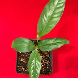 Black Sapote (Diospyros Nigra) Chocolate Pudding Fruit Tree Seedling - 4-7