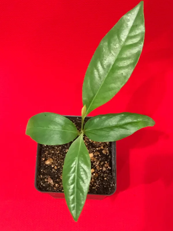 Black Sapote (Diospyros Nigra) Chocolate Pudding Fruit Tree Seedling - 4-7" Live Plant in 2.5" Pot - Image 3