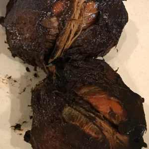 Black Sapote (Diospyros Nigra) Chocolate Pudding Fruit Tree Seedling - 4-7