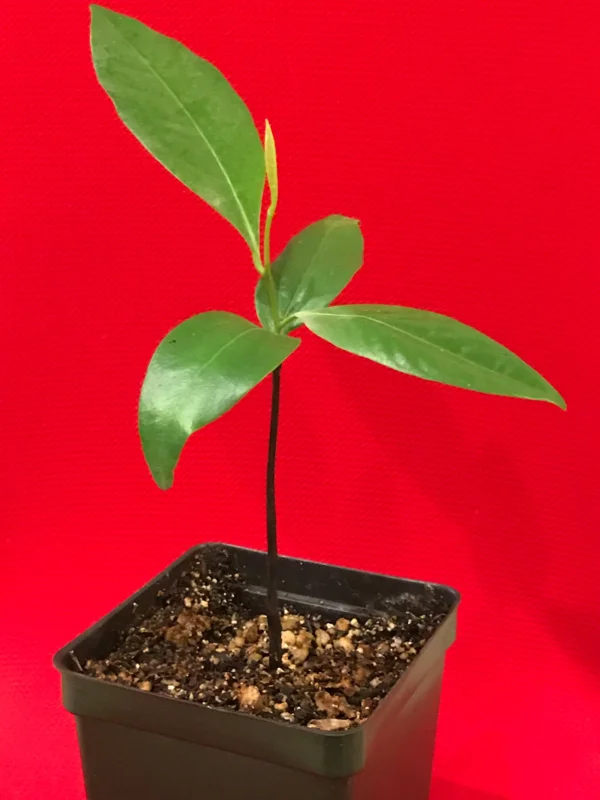 Black Sapote (Diospyros Nigra) Chocolate Pudding Fruit Tree Seedling - 4-7" Live Plant in 2.5" Pot - Image 5