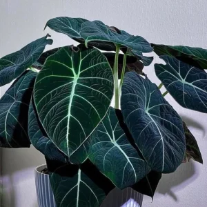 Black Velvet Alocasia Live Plant – 4-7 Inch Tall Indoor/Outdoor Houseplant - Image 4