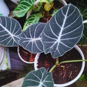 Black Velvet Alocasia Live Plant – 4-7 Inch Tall Indoor/Outdoor Houseplant - Image 5