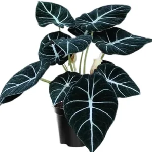 Black Velvet Alocasia Live Plant Houseplant – 4 to 7 Inc Tall – Indoor Foliage - Image 1