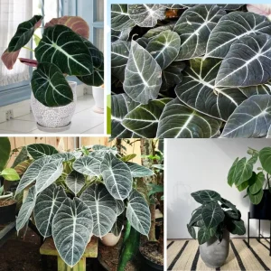 Black Velvet Alocasia Live Plant – Indoor Houseplant – 4 to 7 Inches Tall - Image 3