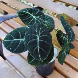 Black Velvet Alocasia Live Plant – Indoor Houseplant – 4 to 7 Inches Tall - Image 6