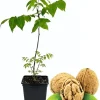 Black Walnut Tree Live Plant in 4" Pot - Hardy 1 Year Old for Outdoor Planting - Image 1
