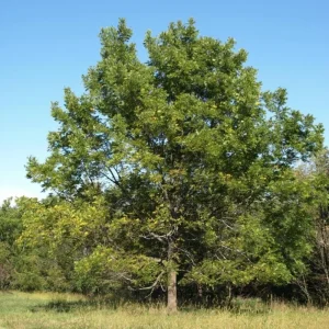 Black Walnut Tree Live Plant in 4