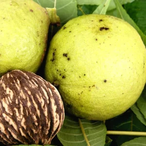 Black Walnut Tree Live Plant in 4