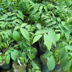 Black Walnut Tree Live Plant in 4