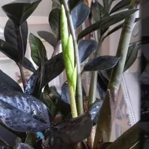 Black ZZ Plant Live Houseplant – Set of 2 – 4-6 Inch Tall – Indoor - Image 5