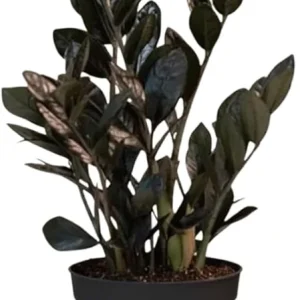Black ZZ Plant Live Plant - Zamioculcas zamiifolia - 3 Inch Pot - Indoor Tropical - Image 5