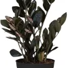 Black ZZ Plant Live Plant - Zamioculcas zamiifolia - 3 Inch Pot - Indoor Tropical - Image 1