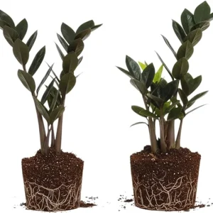 Black ZZ Plant Live Plants - Set of 2, 4-6 Inches Tall, Indoor Houseplant - Image 2