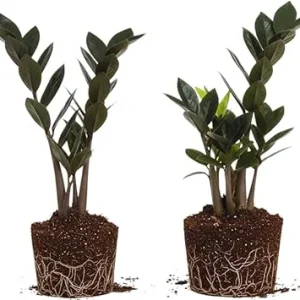Black ZZ Plant Live Plants - Set of 2, 4-6 Inches Tall, Indoor Houseplant - Image 3