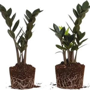 Black ZZ Plant Live Plants - Set of 2, 4-6 Inches Tall, Indoor Houseplant - Image 4