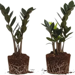 Black ZZ Plant Live Plants - Set of 2, 4-6 Inches Tall, Indoor Houseplant - Image 6