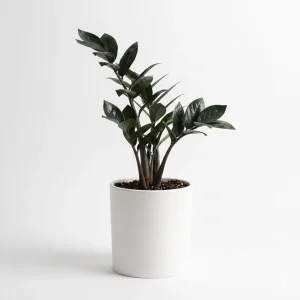 Black ZZ Plant Live – Rare Tropical Indoor Houseplant – 3 Inch Pot - Image 2