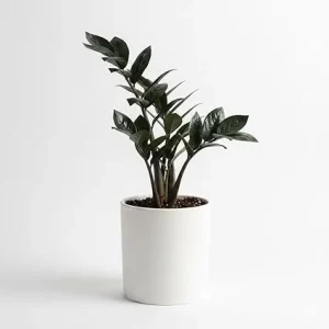 Black ZZ Plant Live – Rare Tropical Indoor Houseplant – 3 Inch Pot - Image 4