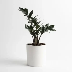 Black ZZ Plant Live – Rare Tropical Indoor Houseplant – 3 Inch Pot - Image 1