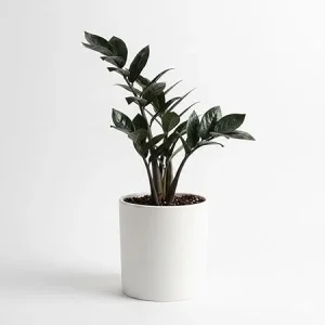 Black ZZ Plant Live – Rare Tropical Indoor Houseplant – 3 Inch Pot - Image 5