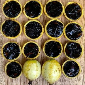 Blackberry Jam Fruit Randia Formosa Live Plant, Tropical Tree, 1-3 inches tall, 2.5'' Pot - Image 3