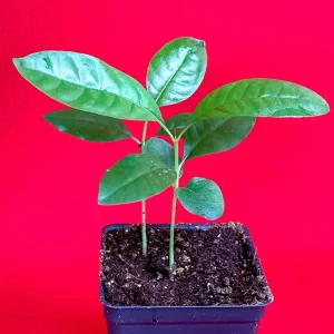 Blackberry Jam Fruit Randia Formosa Live Plant, Tropical Tree, 1-3 inches tall, 2.5'' Pot - Image 6