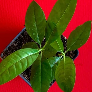 Blackberry Jam Fruit Randia Formosa Live Plant, Tropical Tree, 1-3 inches tall, 2.5'' Pot - Image 7