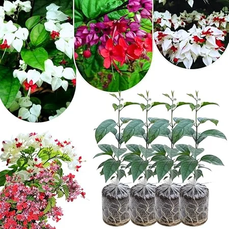 Bleeding Heart Live Plants - 4-6 Inch Tall, Red & White Blooms, Perennial Shade - Image 4