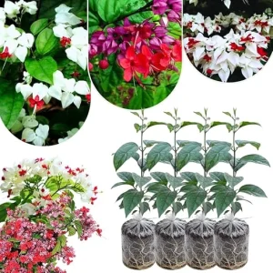 Bleeding Heart Live Plants - 4-6 Inch Tall, Red & White Blooms, Perennial Shade - Image 1